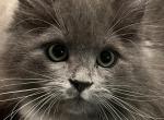Savvi - Siberian Cat For Sale - Arnold&comma; MO&comma; US