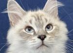 Chilli - Siberian Cat For Sale - Arnold&comma; MO&comma; US