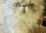 Sunny of Towercastle - Persian Cat For Sale - West Palm Beach&comma; FL&comma; US