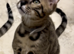 Saul - Savannah Cat For Sale - Bradenton&comma; FL&comma; US