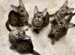 Chris - Savannah Cat For Sale - Bradenton&comma; FL&comma; US
