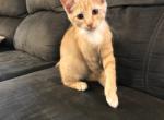 Playful Princess - Domestic Cat For Sale - New Holland&comma; PA&comma; US