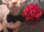 Leon - Sphynx Cat For Sale - Mundelein&comma; IL&comma; US