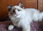 TICA Bicolor Ragdoll Kitten Female - Ragdoll Cat For Sale - Saint Joseph&comma; MO&comma; US