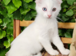 Ian - American Curl Cat For Sale - Neosho&comma; MO&comma; US
