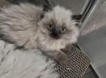 Contigo - Himalayan Cat For Sale - Dover&comma; NH&comma; US