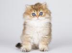 Pajula golden ticked fluffy british longhair boy - British Shorthair Cat For Sale - CA&comma; US