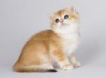 Piiron golden shell ny 12 british shorthair boy - British Shorthair Cat For Sale - CA&comma; US