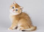 Piskon golden shaded ny 11 british shorthair boy - British Shorthair Kitten For Sale - CA&comma; US
