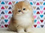 Fox golden shell fluffy british longhair baby boy - British Shorthair Cat For Sale - CA&comma; US