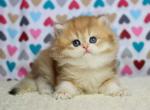 Honey golden shell fluffy british longhair girl - British Shorthair Cat For Sale - CA&comma; US