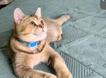 He looks like a mountain lion golden ticked Cosmos - Scottish Straight Cat For Sale - Houston&comma; TX&comma; US
