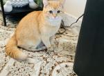 Garfield - Scottish Straight Cat For Sale - Livingston&comma; NJ&comma; US