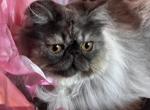 Beautiful Black smoke girl - Persian Cat For Sale - Clay&comma; PA&comma; US