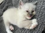 Male Blue Point Mitted Socked Ragdoll SO Cuddly - Ragdoll Cat For Sale - Central Nyack&comma; NY&comma; US