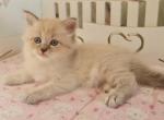 Theia - Siberian Cat For Sale - Pembroke Pines&comma; FL&comma; US