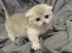 Uno the Munchkin Scottish Fold - Munchkin Cat For Sale - Houston&comma; TX&comma; US