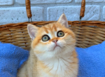 Female Golden shaded - British Shorthair Cat For Sale - Glendale&comma; CA&comma; US