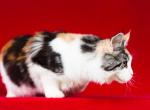 Yummy - Maine Coon Cat For Sale - Brooklyn&comma; NY&comma; US