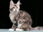 WRita - Maine Coon Cat For Sale - Miami&comma; FL&comma; US