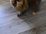 Cfa tortie persian female - Persian Cat For Sale - Woodburn&comma; IN&comma; US