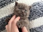 Cinnamon Smoke - Scottish Fold Cat For Sale - Providence, RI, US