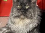 Phantom - Maine Coon Cat For Sale/Retired Breeding - Boerne&comma; TX&comma; US