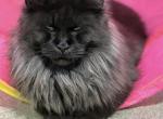 Black smoke boy - Maine Coon Cat For Sale - Boerne&comma; TX&comma; US