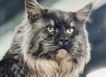 Black smoke - Maine Coon Cat For Sale - Boerne&comma; TX&comma; US
