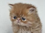 Jack - Persian Cat For Sale - Vancouver&comma; WA&comma; US