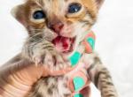 King Bob Brown Spotted Bengal Kitten - Bengal Cat For Sale - Sunbury&comma; OH&comma; US