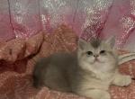 GiGi the Scottish Straight - Scottish Straight Cat For Sale - Houston&comma; TX&comma; US