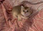 Bebe the Munchkin Scottish Straight - Munchkin Cat For Sale - Houston&comma; TX&comma; US