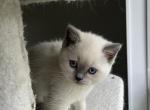 Azula - British Shorthair Cat For Sale - Lima&comma; OH&comma; US
