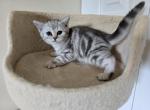Lione - Scottish Straight Cat For Sale - Holland&comma; PA&comma; US