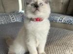 Blue point girl - Ragdoll Cat For Sale - Front Royal&comma; VA&comma; US