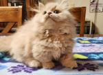 Tinny Brewster the munchkin kitten - Munchkin Cat For Sale - Iva&comma; SC&comma; US