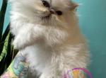 Luke - Persian Cat For Sale - PA&comma; US