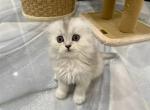 Little Lily - Scottish Fold Cat For Sale - Herndon&comma; VA&comma; US