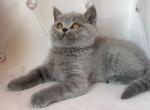 Bahir - British Shorthair Cat For Sale - Glendale&comma; CA&comma; US