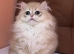 Eileen - British Shorthair Cat For Sale - Wheeling&comma; IL&comma; US