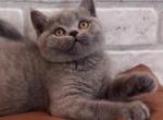 Bahir - British Shorthair Cat For Sale - Wheeling&comma; IL&comma; US