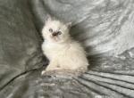 Jean Pier - Ragdoll Cat For Sale - Los Angeles&comma; CA&comma; US