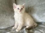 Snuggles - Ragdoll Cat For Sale - Los Angeles&comma; CA&comma; US