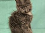 Vivaldi - Maine Coon Cat For Sale - Hollywood&comma; FL&comma; US