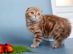 Odelina - Scottish Fold Cat For Sale - Pembroke Pines&comma; FL&comma; US