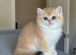 Dijon - British Shorthair Cat For Sale - Seattle&comma; WA&comma; US