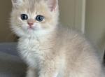 Dimond - British Shorthair Cat For Sale - Seattle&comma; WA&comma; US