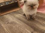 Willow's Last Litter - Himalayan Cat For Sale - Greenville&comma; OH&comma; US