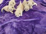 Ragdoll mink kittens - Ragdoll Cat For Sale - Jacksonville&comma; NC&comma; US